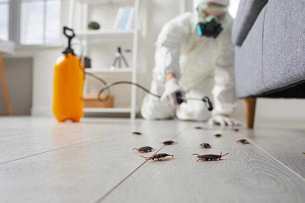 Commercial Kitchen Cockroach Control in Mount Angel